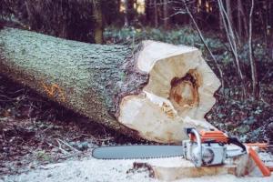 Large tree chopped down with chainsaw and power tools